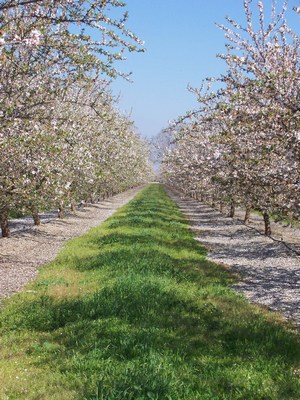 A row of Almond Blossoms in full bloom. 